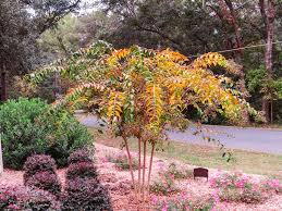 Healthy, mature plants · fedex direct to your home Natchez Crape Myrtle For Sale Buy Flowering Trees Perfect Plants