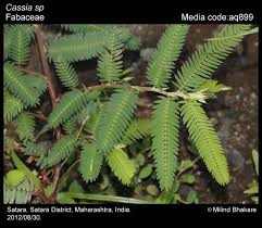 Image result for Chamaecrista gracilior