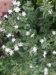 __z matches names which have two letters and then a z (s) matches exactly one syllable in the pronunciation. Jasminum Molle Indian Jui Toptropicals Com