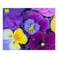 Pansy Flowers Floating In Bird Bath With Dew Poster Zazzle Com Pansies Flowers Bird Bath