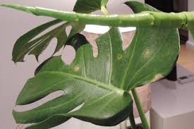 You can also carefully remove any soft limp roots with a pair of scissors to help your monstera grow new strong roots. Monstera With Brown Spots And A Spider