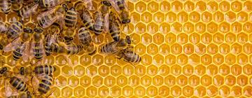 Few products are as controversial as ultrasonic pest repellers in the pest control industry. Iobee Iot Application