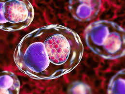 , debe indicarse el tratamiento de la presunta infección por clamidia. Anti Clamidia Vademecum Analisi Di Laboratorio Guida Pazienti Patologie E Attrezzature Sanitarie