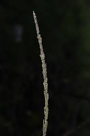 Image result for Sporobolus coromandelianus