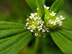 Image result for Spermacoce subvulgata