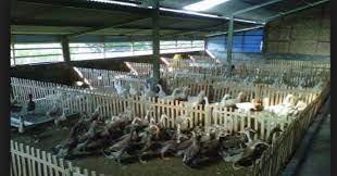 Demikian informasi mengenai jenis kandang kelinci, semoga memberi manfaat bagi anda yang baru memulai memelihara dan ingin. Teknik Kita Kandang Bebek Petelur Produktif Dan Stabil