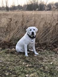 Maybe you would like to learn more about one of these? 7 Best White English Labrador Polar Bear Puppies For Sale Ideas Bear Puppy English Labrador Puppies For Sale