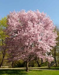 This weeping cherry tree attains a height of 20 to 30 feet and a spread of 15 to 25 feet. Ornamental Cherry Tree Advice On Planting Pruning And Care