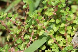 Image result for Pouzolzia