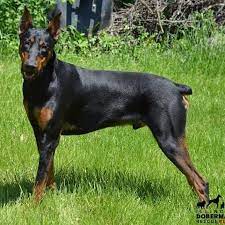 Melo Is Adopted Illinoisdobermanrescue Illinoisdobermanrescueplus Ildoberescue Illinois Rescue Adopt Dobe Doberman Rescue Doberman Doberman Pinscher