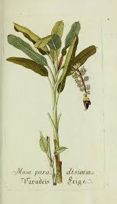 Image result for Musa paradisiaca