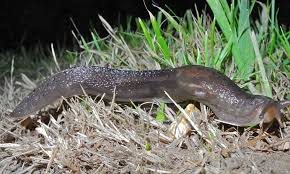 Jul 03, 2018 · many people recommend using salt against slugs and snails in the garden. Bran Flakes Beer Will Anything Stop Slugs Daily Mail Online