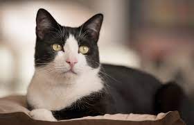 Perkawinan dua ekor kucing menghasilkan keturunan dengan rasio fenotipe hitam. Sombongnya Si Putih Nie Kenali Personaliti Kucing Ikut Warna Bulu Aiskrim Potong