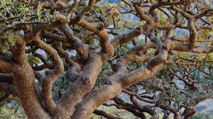 How long does a tree take to grow. Frankincense Trees Of Biblical Lore Are Being Tapped Out For Essential Oils