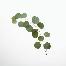 How To Care For A Eucalyptus Silver Dollar Plant Silver Dollar Plant Silver Dollar Eucalyptus Plants