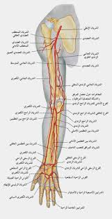 pin by pinkoo kitty on أسماء أجزاء جسم الإنسان