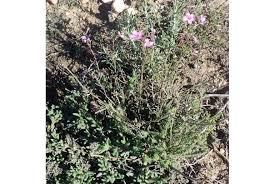 Image result for Diclis ovata