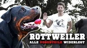 Der stattliche begleithund im portrait. Rottweiler Ein Aggressiver Kampfhund Informationen Zur Rasse Training Youtube