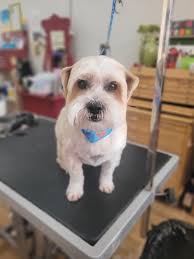 Sara's Skooby Doo Dog Grooming
