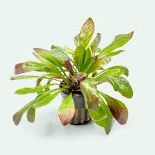 Image result for Samolus