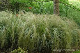 We did not find results for: Grasses For Dry Shade Knoll Gardens Ornamental Grasses And Flowering Perennials