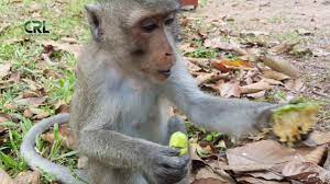 Life Of Monkeys Ep32 Monkey Eating Lotus Fruit Monkey Finding Lice Monkey Lotus Fruit