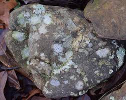 Der harn von säugetieren enthält nacl. Exogene Prozesse Lernen Mit Serlo