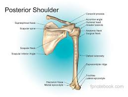 There are two long bones in your arm which are connected through. Shoulder Muscle Anatomy Shoulder Anatomy Shoulder Muscles