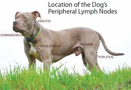 End stages or final stages of cancer in dogs occur once the cancer has infiltrated organs to the point that they are unable to maintain normal body functions or reasonable quality of life. Canine Lymphoma Risk Factors Symptoms Diagnosis And Treatment Whole Dog Journal