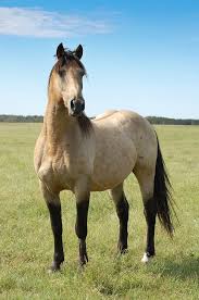 Buckskin dressage pre andalusian stallion, falke andalusier, spanisch pferd.andalusianssporthorses. Horses Pferde Schone Pferde Hubsche Pferde