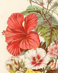Image result for Malvaceae subfamily Malvoideae