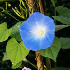 Image result for Ipomoea marginata