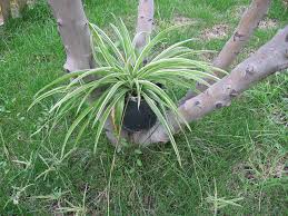 Image result for Chlorophytum filipendulum