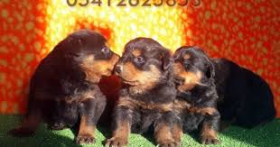 Bursa Kopek Ciftligi 05412625853 Rottweiler Yavrulari Kopek Yavru Kopek