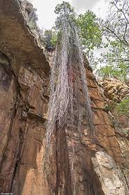 Image result for Ancylobothrys