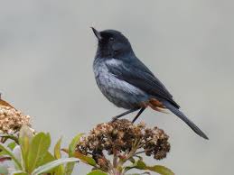 Image result for Dignathia gracilis