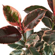 Image result for Ficus elastica
