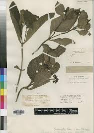 Image result for Psychotria moninensis