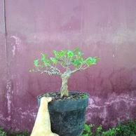 Jual Bonsai Kimeng Di Lapak Dwi Wahyu Bonsai Shop Bukalapak