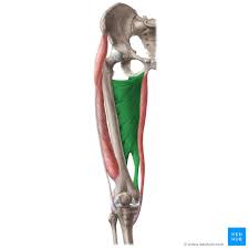 Hamstring origin tendonitis (tendinopathy) is a condition characterised by tissue damage, swelling and degeneration of the hamstring tendon (at its attachment to the pelvis) causing pain in the buttock. Adductor Magnus Origin Insertion Innervation Action Kenhub