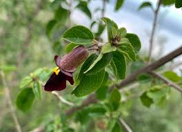 Image result for Tinnea apiculata