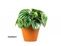 Image result for z p%u0159ednice jedovat 