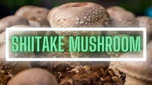 Image result for Lentinus edodes