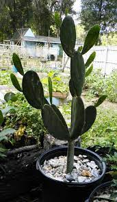 Cactus can grow indoors in fact, all the different varieties such as the forest, desert, and christmas cactus can do well indoors depending on how surprisingly to some, many cactus plants grow well in florida. Growing Cactus Even In Alaska For A Tasty Chili