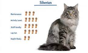 Siberian Cat Breed Cat Breeds Cats Kitten Breeds