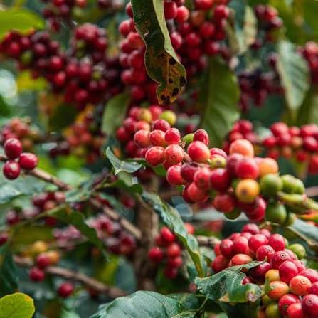 Đà tăng giá của cà phê Robusta hạn chế do xuất khẩu của Việt Nam tăng mạnh