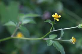 Image result for Bidens biternata