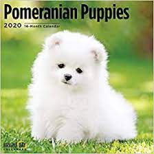 Real news, curated by real humans. Amazon In Buy Pomeranian Puppies Calendar 2020 Dog Breeds Book Online At Low Prices In India Pomeranian Puppies Calendar 2020 Dog Breeds Reviews Ratings