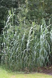Image result for Arundo donax