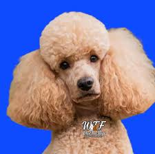 What are good mobile pet groomers in Baytown?